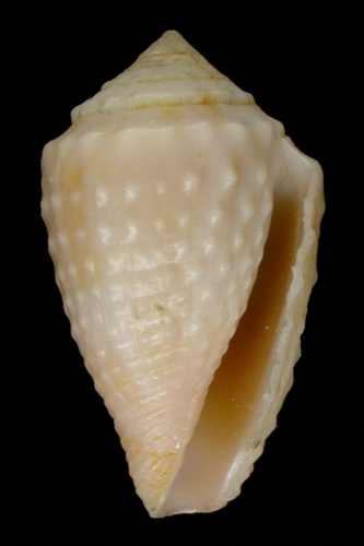 Conus verrucosus vanhyningi  Rehder, 1944 Primary Type Image