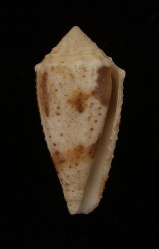 Conus varius  Linnaeus, 1758 Primary Type Image