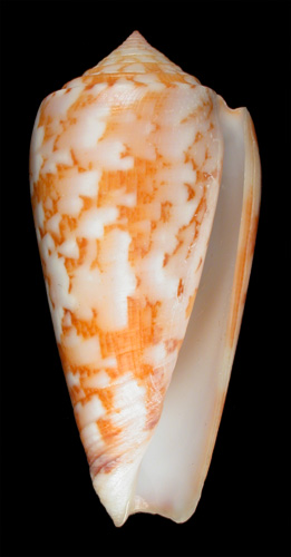 Conus veillardi  da Motta, 1990 Primary Type Image