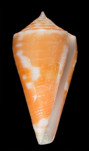 Conus velaensis  Petuch, 1992 Primary Type Image