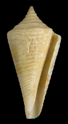 Conus venezuelanus  Petuch, 1987 Primary Type Image