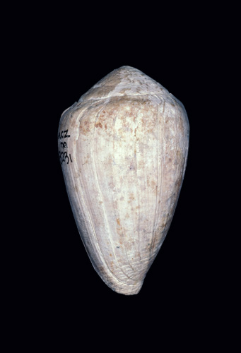 Conus ventricosus  Bronn, 1831 Primary Type Image