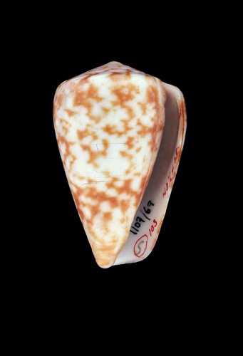 Conus venulatus  Hwass in Bruguière, 1792 Primary Type Image