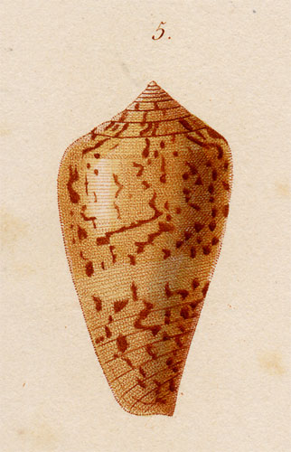 Conus verreauxii  Kiener, 1846 Original Figure Image