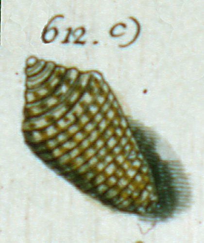 Conus verrucosus  Hwass in Bruguière, 1792 Representation of Lectotype Image