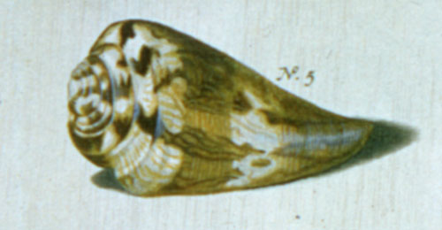 Conus vexillum  Gmelin, 1791 Representation of Lectotype Image