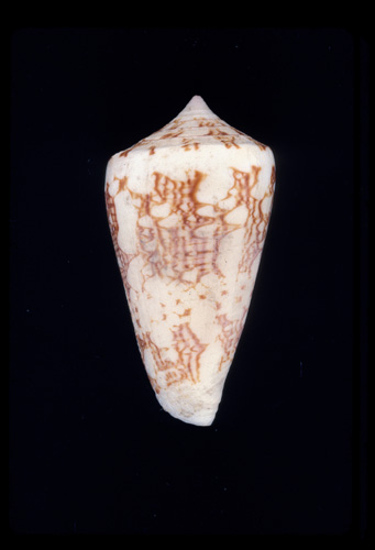 Conus vicarius  Lamarck, 1810 Primary Type Image