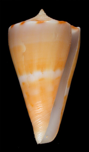 Conus vikingorum  Petuch, 1992 Primary Type Image