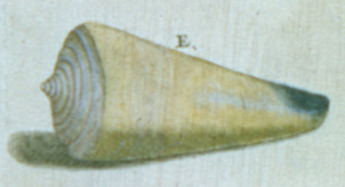 Conus virgo  Linnaeus, 1758 Representation of Lectotype Image