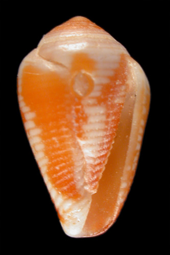 Conus visseri  Delsaerdt, 1990 Primary Type Image