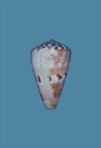 Conus vittatus  Hwass in Bruguière, 1792 Primary Type Image