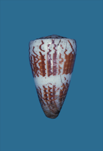 Conus vitulinus  Hwass in Bruguière, 1792 Primary Type Image