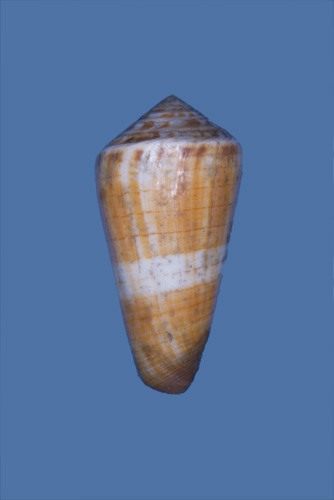 Conus vulpinus  Hwass in Bruguière, 1792 Primary Type Image