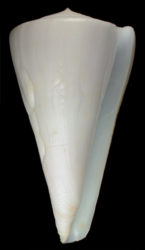 Conus whiteheadae  da Motta, 1985 Primary Type Image