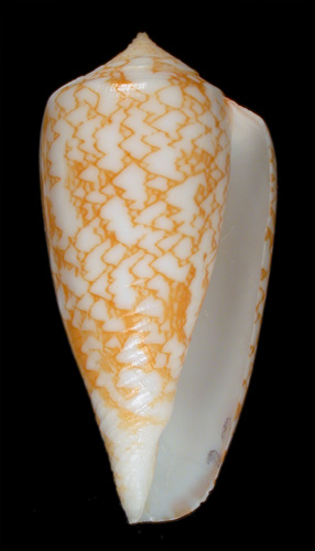 Conus wittigi  Walls, 1977 Primary Type Image