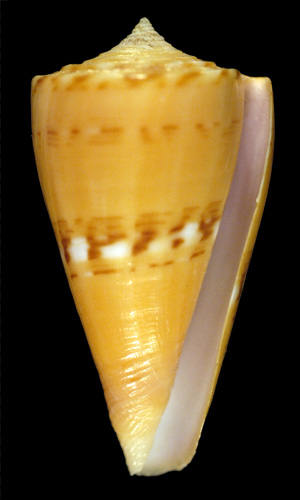 Conus (Dauciconus) worki  Petuch, 1998 Primary Type Image