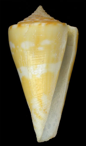 Conus xanthicus  Dall, 1910 Primary Type Image