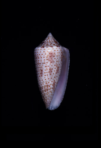 Conus ximenes  Gray, 1839 Primary Type Image