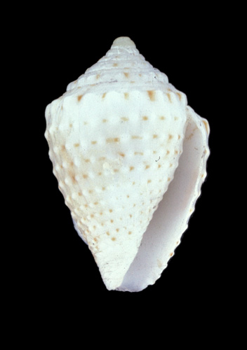 Conus yemanjae  Van Mol.Tursch & Kempf, 1967 Primary Type Image