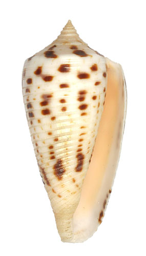 Conus zapatosensis  Röckel, 1987 Primary Type Image