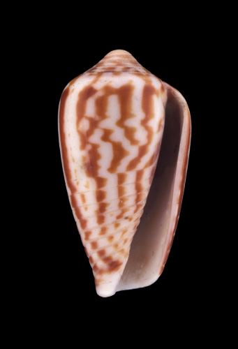 Conus zebra  Lamarck, 1810 Primary Type Image