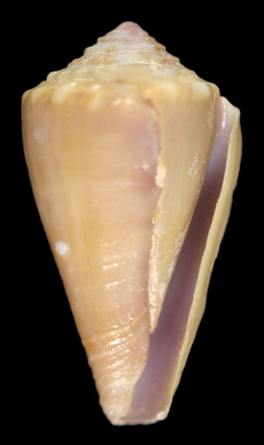 Conus (Magelliconus) zylmanae  Petuch, 1998 Primary Type Image